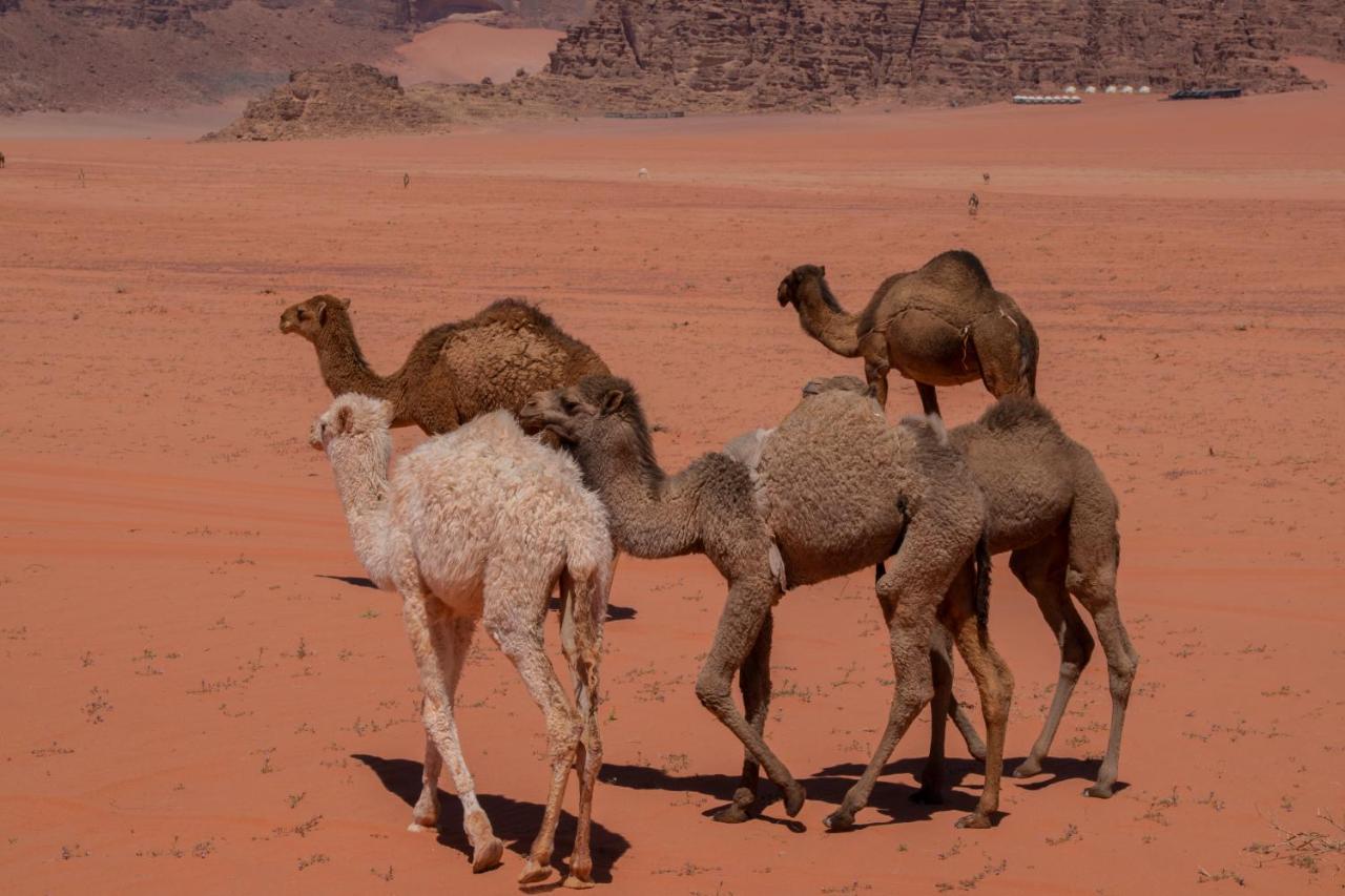 Wadirum Sunset Camp 호텔 와디럼 외부 사진